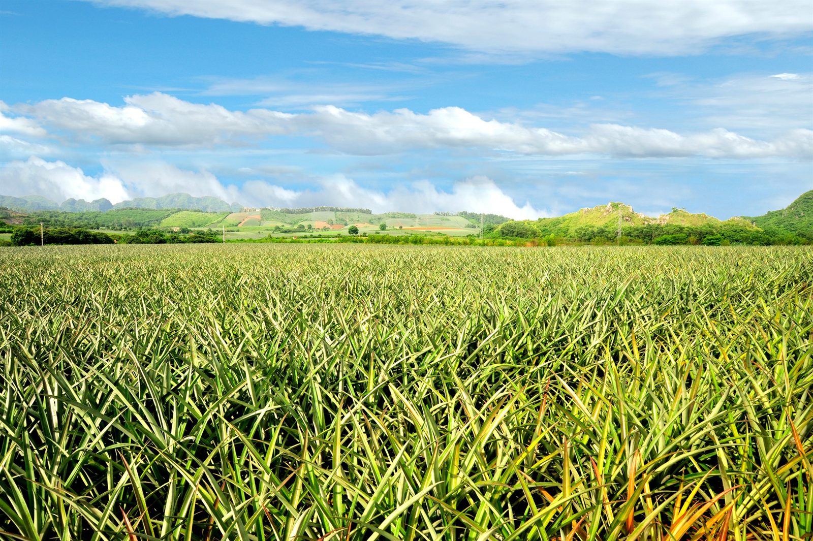 đồi dứa Tam Điệp, Ninh Bình