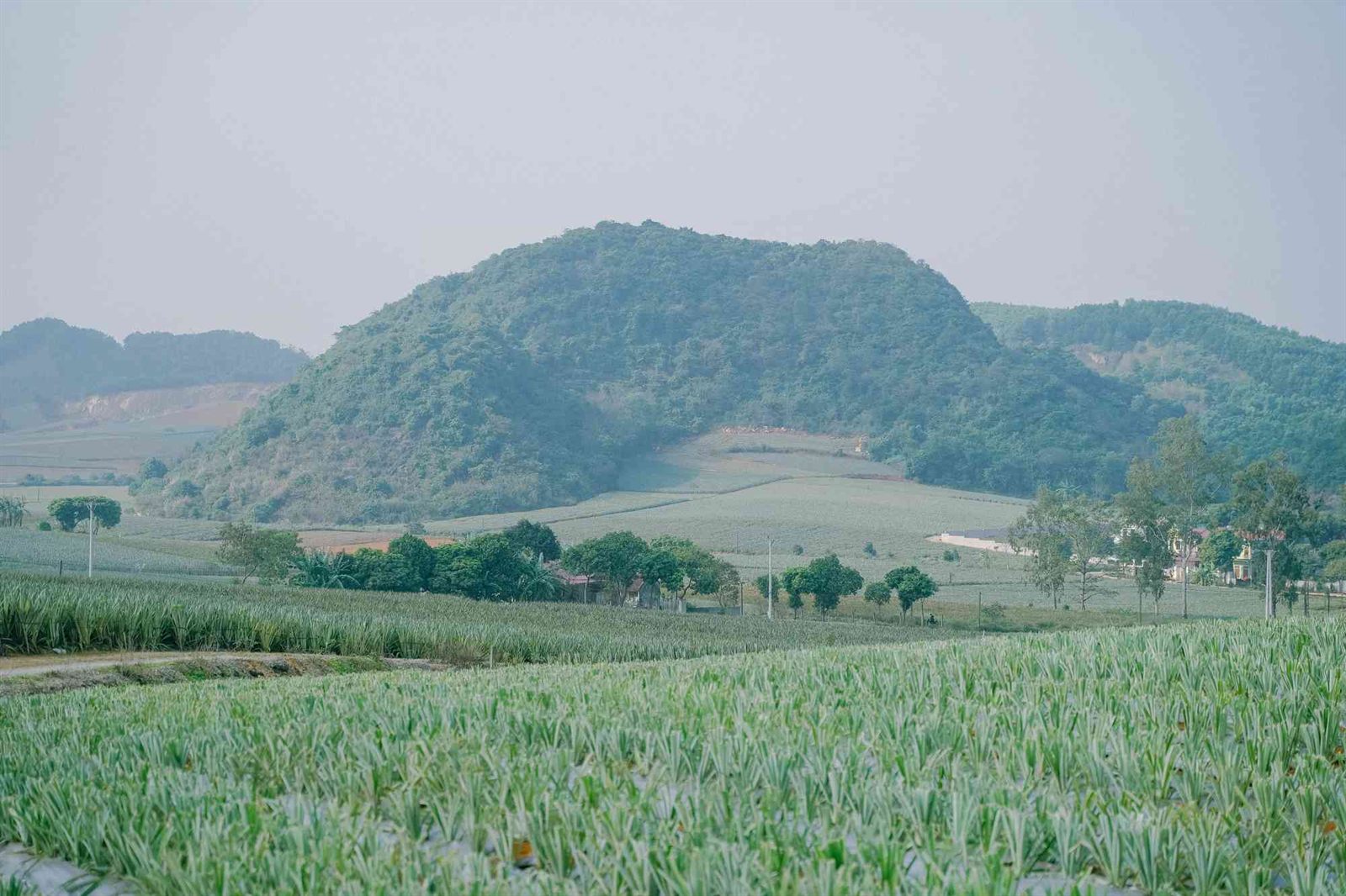 đồi dứa Tam Điệp, Ninh Bình
