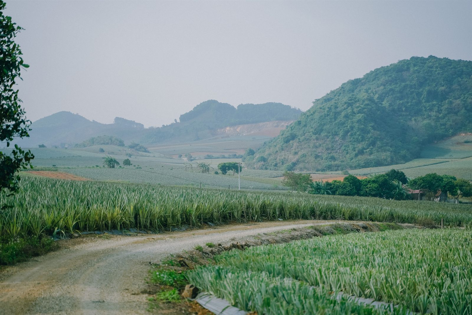 đồi dứa Tam Điệp, Ninh Bình