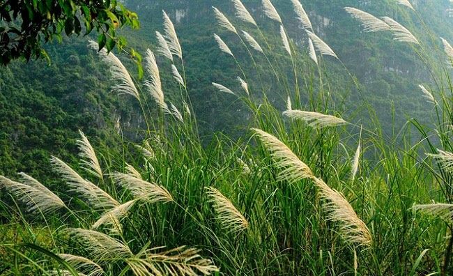 Thung Lau, Ninh Bình