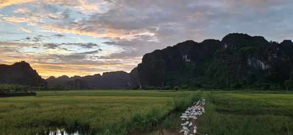 Cánh đồng lúa và đàn vịt cạnh homestay lúc hoàng hôn — Tam Coc Golden Sky Homestay